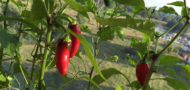 Paprika termesztés